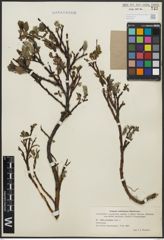 Foto von Salix arctophila Cockerell ex A. Heller